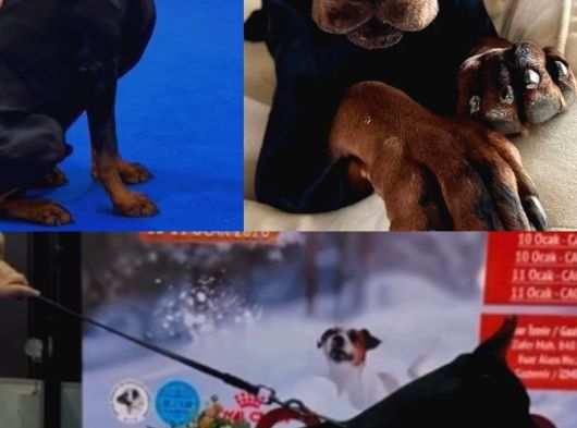 Tesli̇me Hazir European Doberman Yavrulari Izmir görsel
