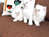 Kartopu safkan biritish shorthair bebeklerimiz