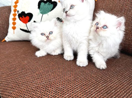 Kartopu Safkan Biritish Shorthair Bebeklerimiz