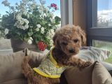 Toy poodle yavrular ırk sağlık garantili
