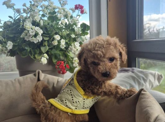 Toy Poodle Yavrular Irk Sağlık Garantili