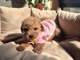 Toy Poodle Yavrular Irk Sağlık Garantili