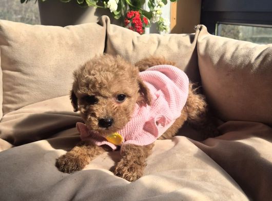 Toy Poodle Yavrular Irk Sağlık Garantili görsel