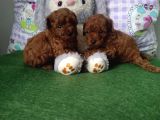 Toy Poodle Yavrular Irk Sağlık Garantili