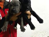Irk Cane Corso Veteriner Onaylı Ve Sağlıklı