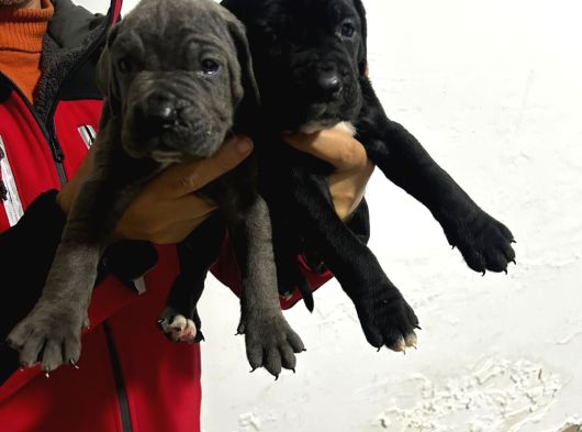 Irk Cane Corso Veteriner Onaylı Ve Sağlıklı görsel