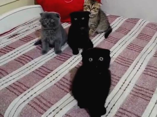 Nadi̇r Bulunan Renkler Bakmadan Geçme görsel