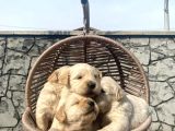 Baby face golden retriever