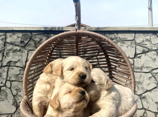 Baby Face Golden Retriever