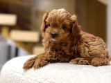 Toy Poodle Sevi̇mli̇ Yavrular Ev Üreti̇mi̇