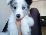 4 Aylık Border Collie Merle Yavru