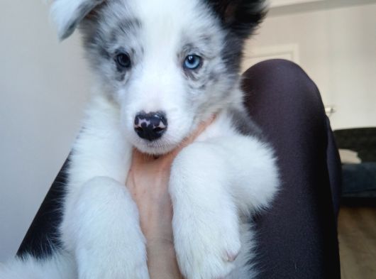 4 Aylık Border Collie Merle Yavru görsel