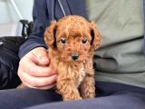 RED TOY POODLE SEVİMLİ YAVRULAR