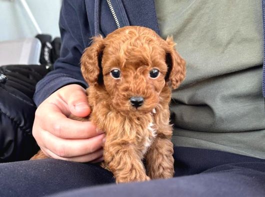 Red Toy Poodle Sevi̇mli̇ Yavrular