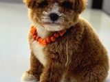 MALTİPOO CİNSİ YAVRULAR EV ÜRETİMİ