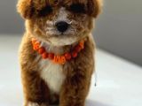 Malti̇poo Ci̇nsi̇ Yavrular Ev Üreti̇mi̇
