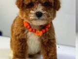 Malti̇poo Ci̇nsi̇ Yavrular Ev Üreti̇mi̇