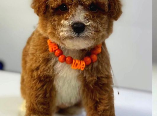 Malti̇poo Ci̇nsi̇ Yavrular Ev Üreti̇mi̇ görsel