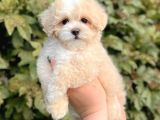 MALTESE TERRİER CİNSİ YAVRULAR