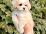 Maltese Terri̇er Ci̇nsi̇ Yavrular