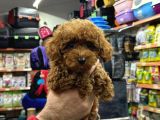 TOY POODLE SEVİMLİ YAVRULAR EV ÜRETİMİ