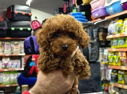 Toy Poodle Sevi̇mli̇ Yavrular Ev Üreti̇mi̇