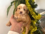 MALTİPOO CİNSİ YAVRULAR EV ÜRETİMİ