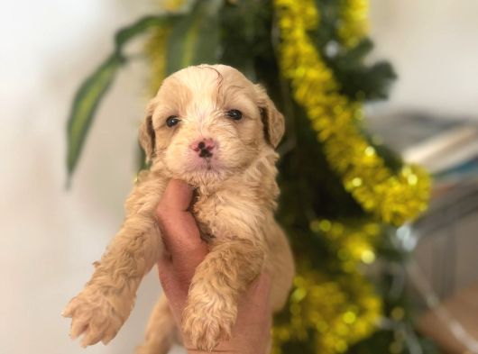 Malti̇poo Ci̇nsi̇ Yavrular Ev Üreti̇mi̇ görsel