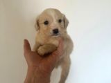 Malti̇poo Ci̇nsi̇ Yavrular Ev Üreti̇mi̇