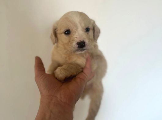 Malti̇poo Ci̇nsi̇ Yavrular Ev Üreti̇mi̇ görsel
