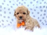 MALTİPOO CİNSİ YAVRULAR EV ÜRETİMİ