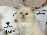 Safkan Longhair Yavrumuz Yeni Sahibini Arıyor