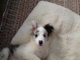 4 Aylık Border Collie Merle Yavru