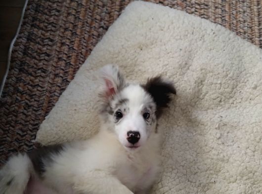 4 Aylık Border Collie Merle Yavru görsel