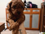 Kore Poodle