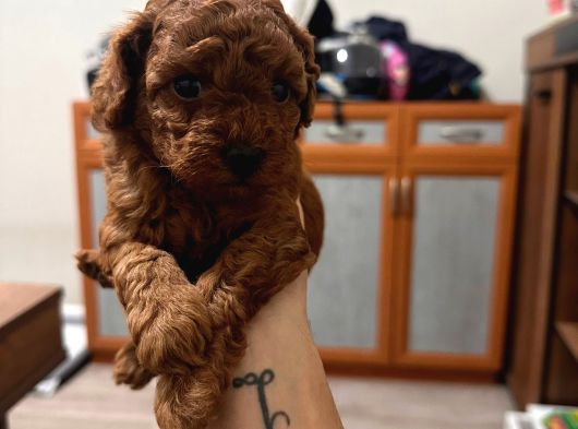 Kore Poodle görsel