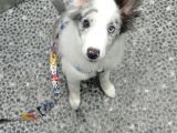 4 Aylık Border Collie Merle Yavru