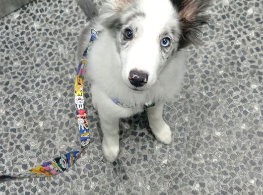 4 Aylık Border Collie Merle Yavru görsel