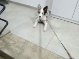4 Aylık Border Collie Merle Yavru