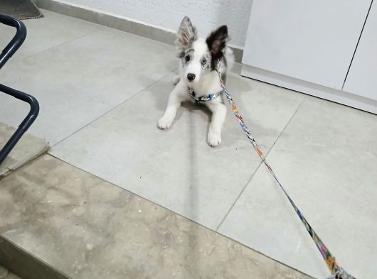 4 Aylık Border Collie Merle Yavru görsel