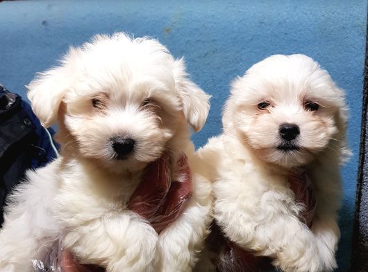 Toptan Rakamlara Gerçek Maltese Teri̇er Yavrular görsel