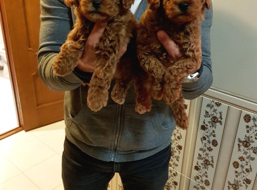 Garanti̇li̇ Toptan Rakamlara Toy Poodle Yavrular görsel