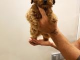Garanti̇li̇ Toptan Rakamlara Toy Poodle Yavrular