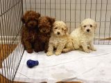 Garanti̇li̇ Toptan Rakamlara Toy Poodle Yavrular