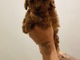 Garanti̇li̇ Toptan Rakamlara Toy Poodle Yavrular