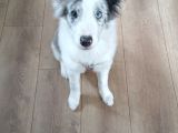 4 aylık border collie merle yavru