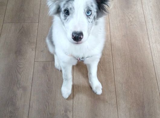 4 Aylık Border Collie Merle Yavru