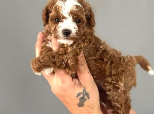 Red Toy Poodle Sevi̇mli̇ Yavrular görsel