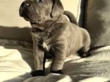 Cane Corso En Kalitelisi Bizde Var