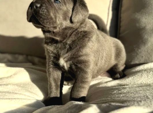 Cane Corso En Kalitelisi Bizde Var görsel